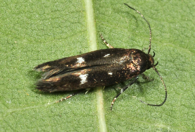 Mompha langiella - Momphidae